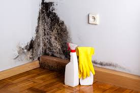 Professional Mold Prevention & Removal  in Waller, TX